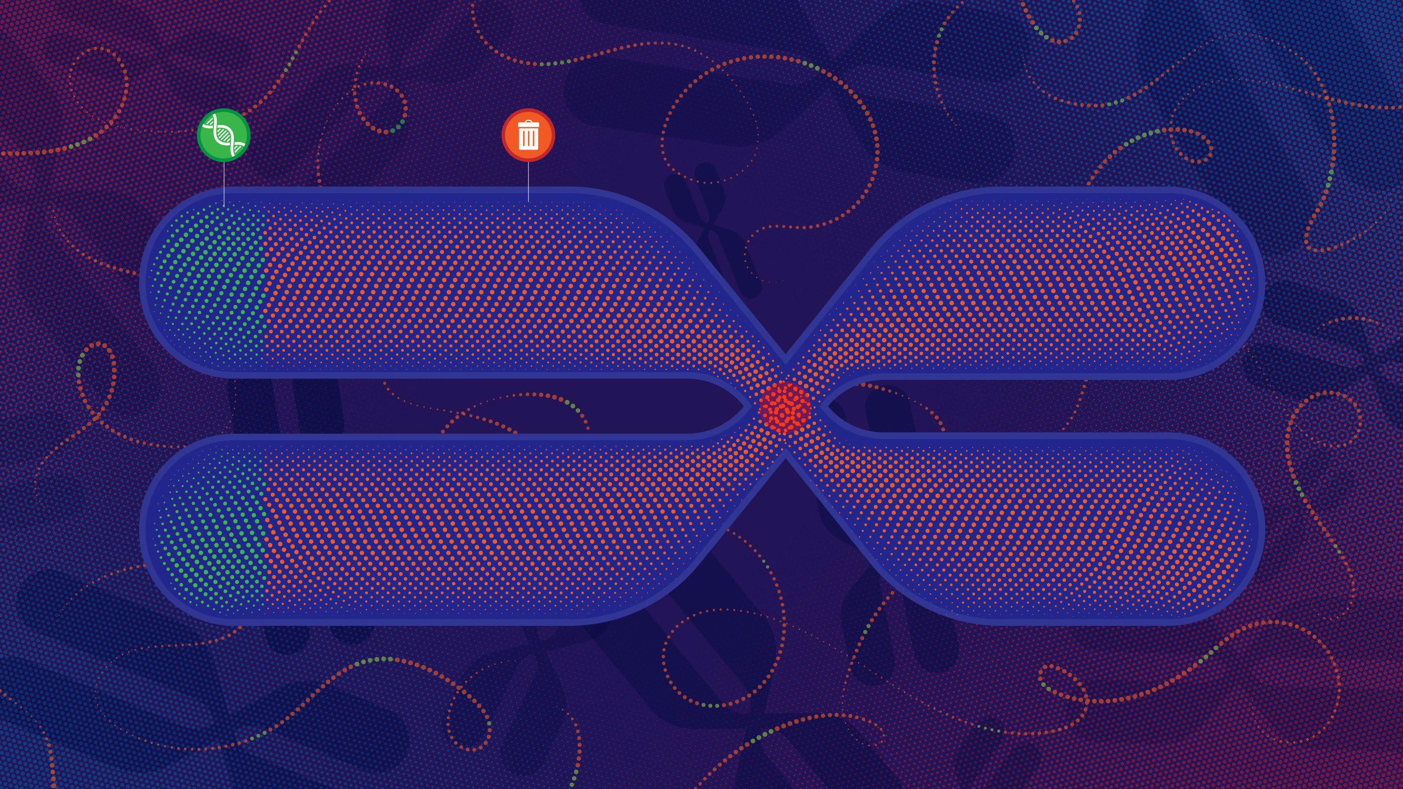 Non-Coding DNA: Useful or Just Junk?